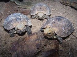 Schlüpflinge der Gelbkopf-Landschildkröte